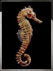 Картина Морской конёк с кристаллами Swarovski (2371) Картина Морской конёк с кристаллами Swarovski (2371)