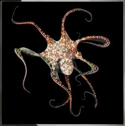 Картина Осьминог с кристаллами Swarovski (2370) Картина Осьминог с кристаллами Swarovski (2370)